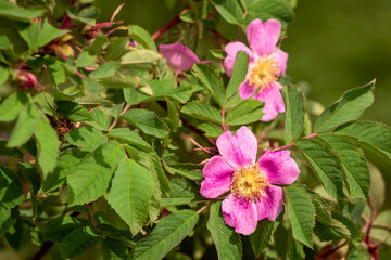 Rosehip flowers at the time of flowering