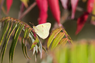 A Clouded Sulphur butterfly perched on some autumn leaves in Toronto's popular Tommy Thompson Park.