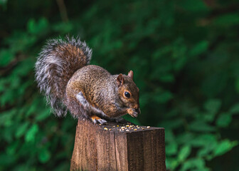 Grey Squirrel feeding in the wild
