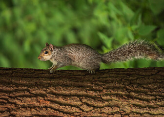Grey Squirrel feeding in the wild
