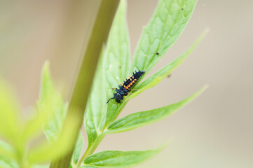 Ladybug Baby larva Stages. Pupa, Larvae Stages of Ladybug on plant Baldrian - Valerian (Valeriana officinalis) leaf. Adalia bipunctata, two-spot ladybird, ladybug or lady beetle against aphids