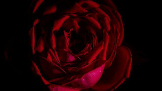 Rose bud opens time lapse spinning rotating, studio black background 4k