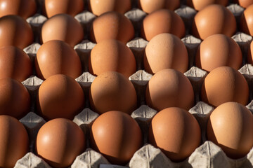 Fresh chicken eggs in a tray