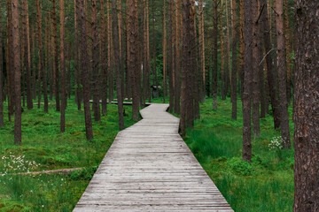 Pathway in the forest - Nowy Targ, Poland. 