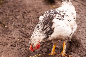 Close-up gray chicken is looking for nutrients in the ground. Hens in a chicken coop in the village.
