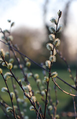 Weidekätzchen - salix caprea