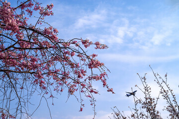 飛行機の飛ぶ青空と枝垂桜の風景
