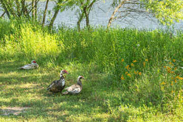 Family of ducks seek shelter under the shade on a summer day by the lake.