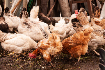 A multi-colored herd of chickens eating grain. Hens in a chicken coop in the village. Chicken farm in the countryside.