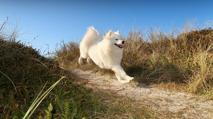 samoyed dog running on the coast