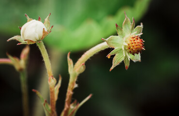 Białe kwiaty i pączki kwiatowe na kwitnącym krzaku poziomki © Dreamnordno