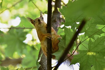 Fluffy red squirrel on a tree in a park