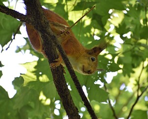 Obraz premium Fluffy red squirrel on a tree in a park