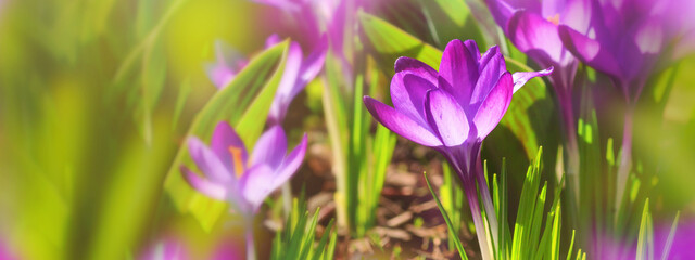Panorama, banner - close-up of blooming spring flowering plant of the Iridaceae  family, violet crocuses, on natural background on a sunny day. Soft selective focus.