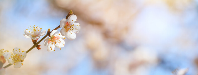 Spring background, panorama, banner - flowers of apricot tree (Prunus armeniaca) on the background of a blooming garden, closeup with space for text