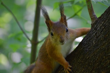 Naklejka na ściany i meble Fluffy red squirrel on a tree in a park
