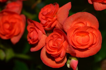 bouquet of red roses