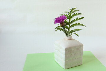 Bouquet of garden cornflower in a white vase on a white background, close-up, place for the inscription, side view