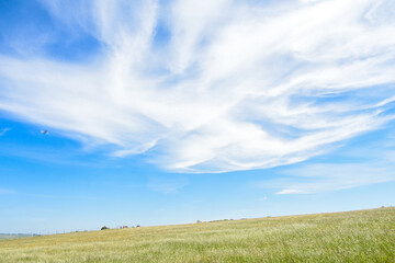 Fototapeta na wymiar green grass field and blue sky with white clouds