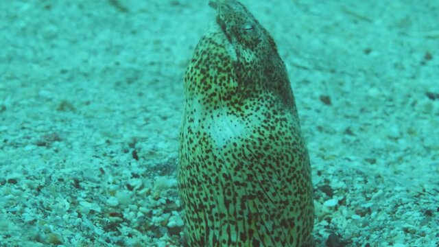 Snake Eel on a sandy bottom in the surf zone during a storm. Portrait of Marbled Snake Eel (Callechelys marmorata) stuck her head out of the sand