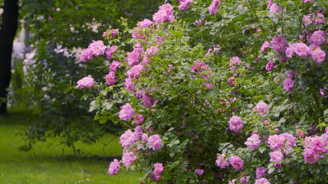 Large rose bushes with large pink flowers On the background of people walking. Flora of the city Park. urban landscape. 4k video