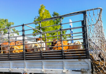 Cows on the truck to transport to market cattle.