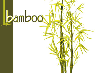 Vector isolated bamboo with leaves and branches on a white background. Illustration in Chinese and Japanese style in green colors and a unique font