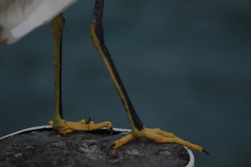 BIRD FOOTS