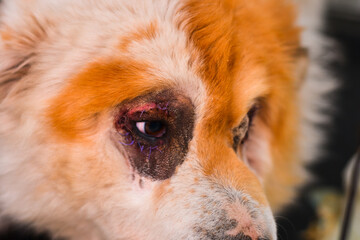 Chow-chow mixed breed dog after entropion surgery