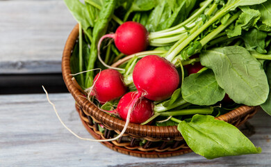 Radish on wooden background, healthy organic food