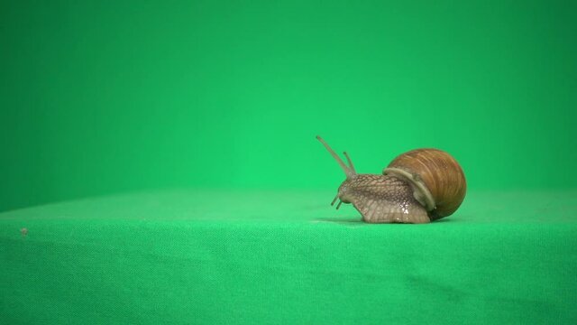 Mollusk Images – Browse 3,561 Stock Photos, Vectors, and Video | Adobe