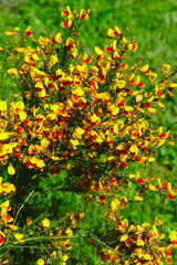 Fototapeta premium Grove of yellow and red broom flowers (Fabaceae)