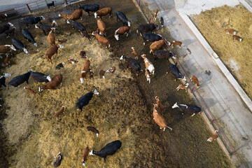 Livestock farm for breeding cows of meat breeds. Eastern Europe . Aerial photography