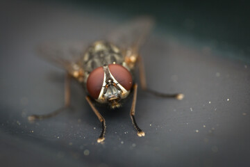 macro photo of a domestic fly