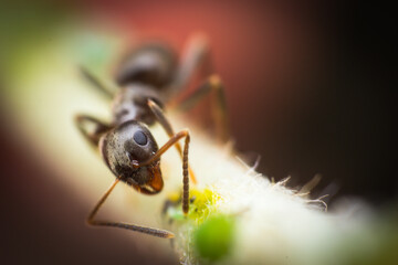 macro photo of a ant and blurred background