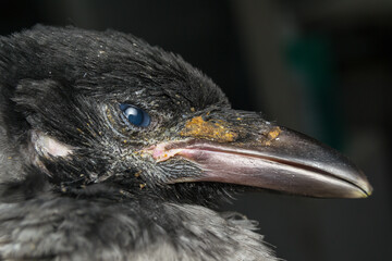 close-up photo of a crow head with parasites