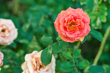 The name of this rose is 