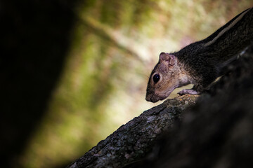 closeup small brown chipmunk hiding in large tree roots in tropical forest