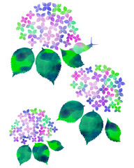 紫陽花とカタツムリ
