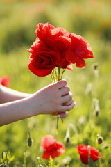 Beautiful, red bouquet of poppies, against the backdrop of a sunset, blurred field