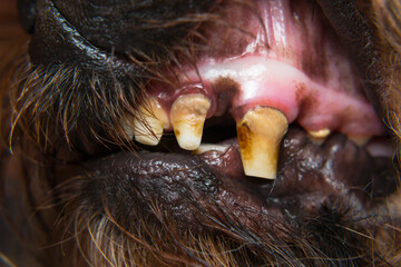 close-up photo of a dog teeth with tartar and tooth erosion