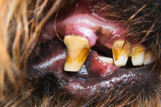 Close-up Photo Of A Dog Teeth With Tartar And Tooth Erosion