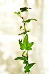 室内の観葉植物