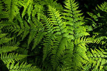 Fototapeta na wymiar green fern leaves in the forest