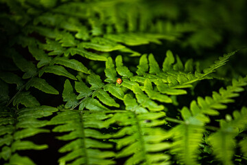 green fern leaves in the forest