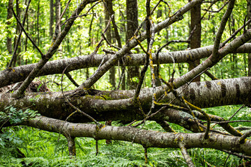 an old tree fell in the woods