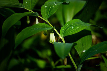 green leaf with water drops and small flowers on the stem