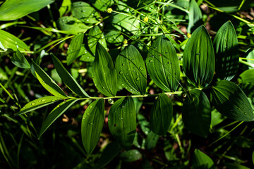 green leaves on a black background, rain drops on green leaf