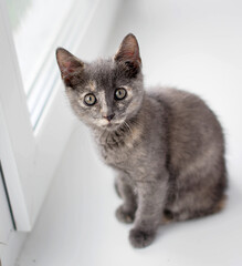A gray kitten sits on a white windowsill and looks straight.