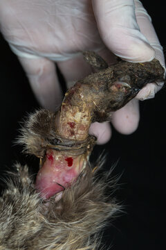 close-up photo of cat leg with large bite wound  infected
